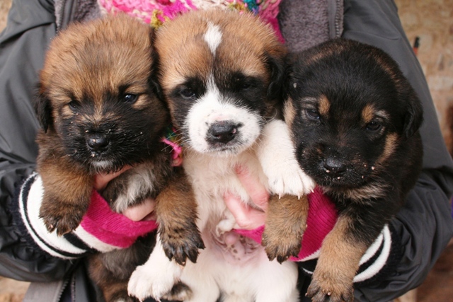 The 3 Musketeers - Found across from waste-bins near Ermioni